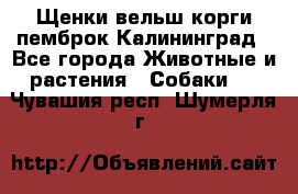 Щенки вельш корги пемброк Калининград - Все города Животные и растения » Собаки   . Чувашия респ.,Шумерля г.